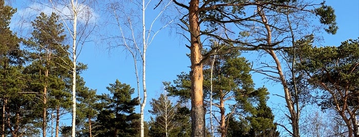 Ямской лес is one of Lieux qui ont plu à Julia.