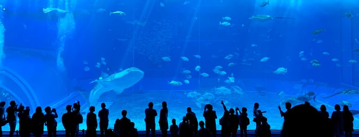 Okinawa Churaumi Aquarium is one of Orte, die Yarn gefallen.