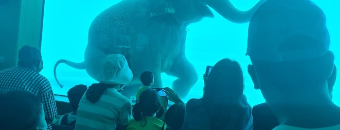 Elephant (ช้าง) is one of Lugares favoritos de Lalita.