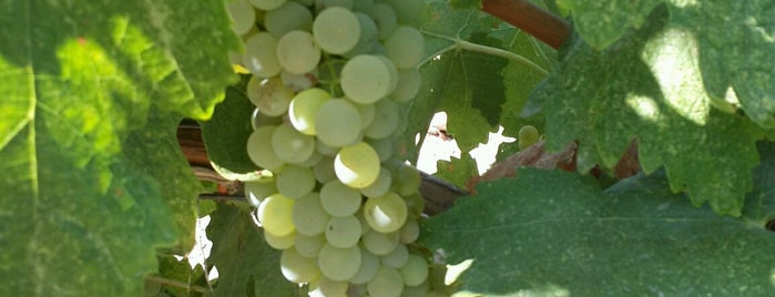Vinolus Vineyards is one of Şarap.
