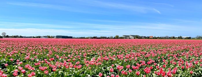 De Tulperij is one of Amestrdam.