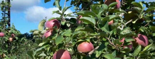 Sun High Orchards is one of Pick Your Own NYC.