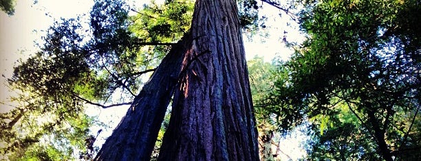 Armstrong Redwoods State Natural Reserve is one of Guerneville/Sonoma County!.