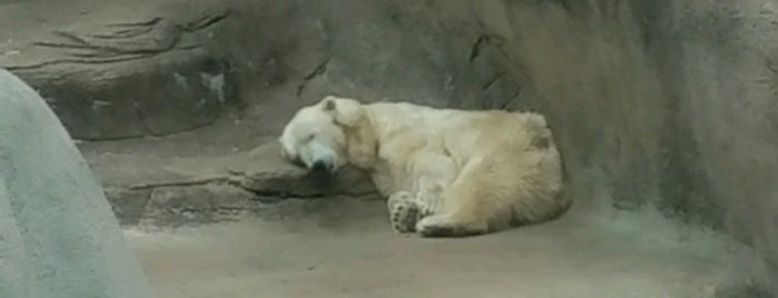 Polar Bear Exhibt is one of Shhh, funn.