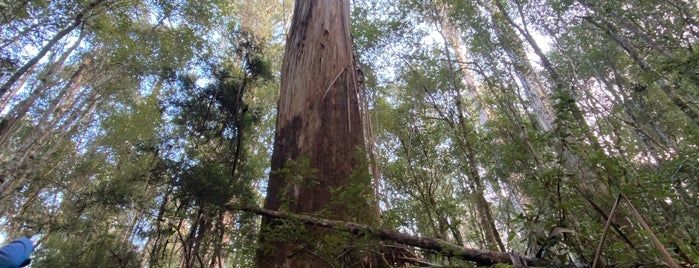 Mount Field National Park is one of Tasmania.