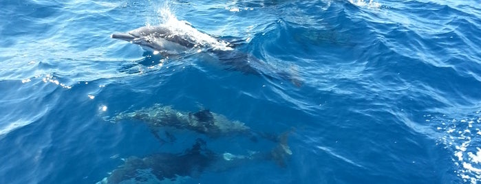 Capt. Dave's Dana Point Dolphin & Whale Watching Safari is one of Lugares favoritos de Krishona.
