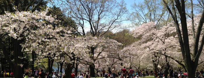 High Park Cherry Blossoms is one of around town.