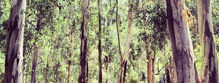 Bosques de Ezeiza is one of Posti che sono piaciuti a Marco.