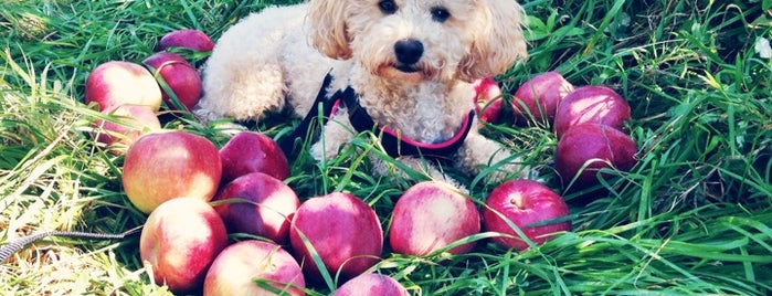 Masker Orchards is one of Dog Friendly Spots!.