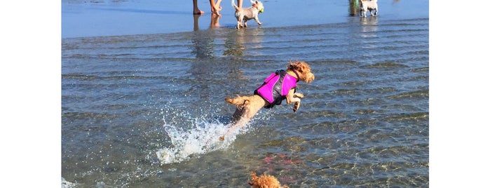 Ocean Beach Dog Beach is one of Dog Friendly Spots!.