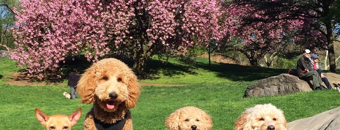 Central Park is one of Dog Friendly Spots!.