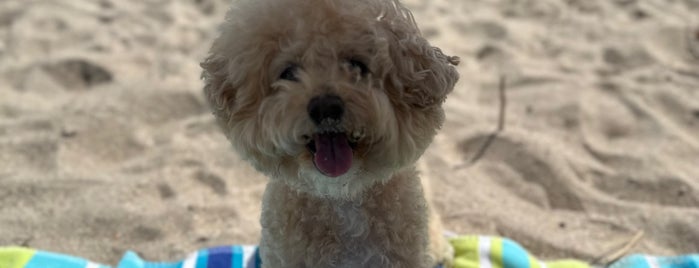 Walton Rocks Beach / Dog Park is one of Florida.