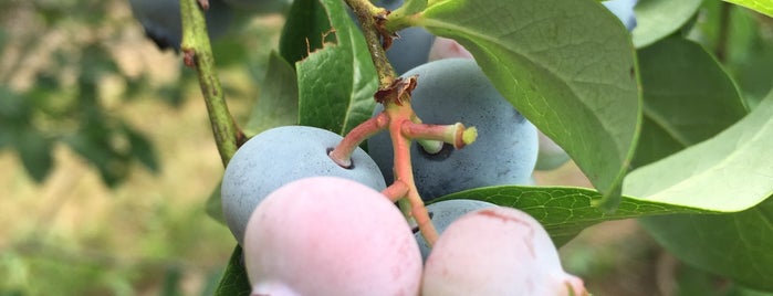 T.L.C. Blueberry Farm is one of Nothing But Adventure.