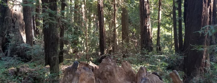 Redwood Grove Natural Trail is one of Tempat yang Disukai Bruce.