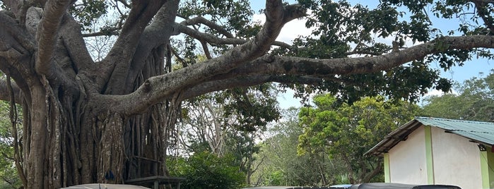 Pidurangala Rock is one of Шри-Ланка с обезьянками.
