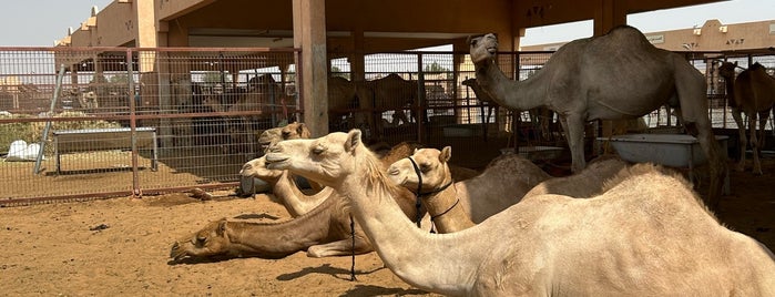 Al Ain Camel Market is one of UAE.