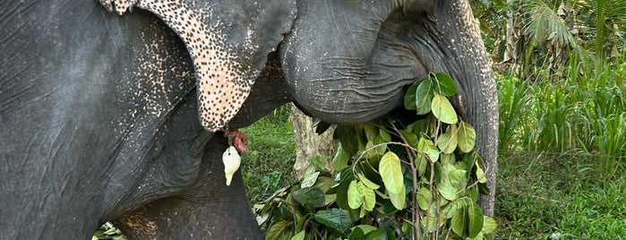 Millenium Elephant Foundation is one of Tempat yang Disukai Galip Koray.