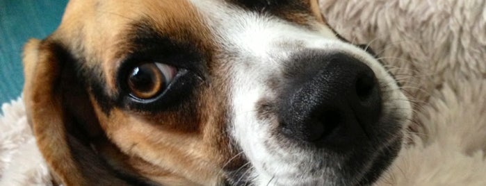 The Regal Beagle is one of Posti che sono piaciuti a Melissa 💋.