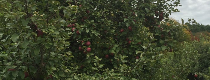 Poverty Lane Orchards is one of Tempat yang Disukai Craig.