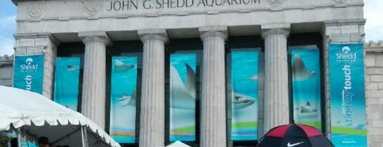 Shedd Aquarium is one of Chicago.