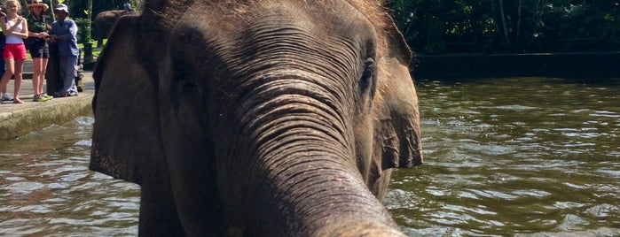 Elephant Safari Park is one of Out and About in Bali Seminyak and surroundings.