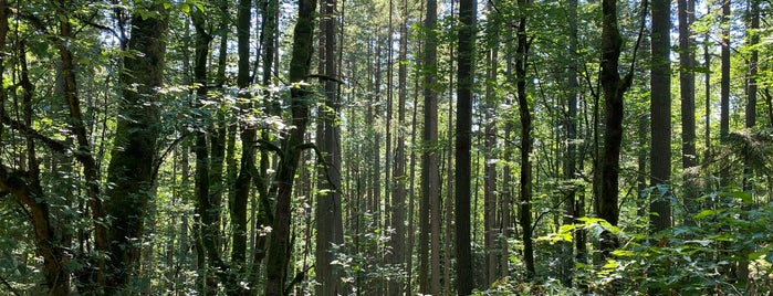 Squak Mountain State Park is one of Washington State Parks covered by Discover Pass.