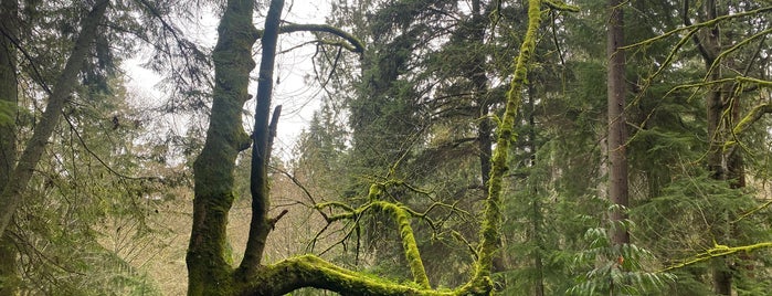 Schmitz Preserve Park is one of West Seattle Gems.