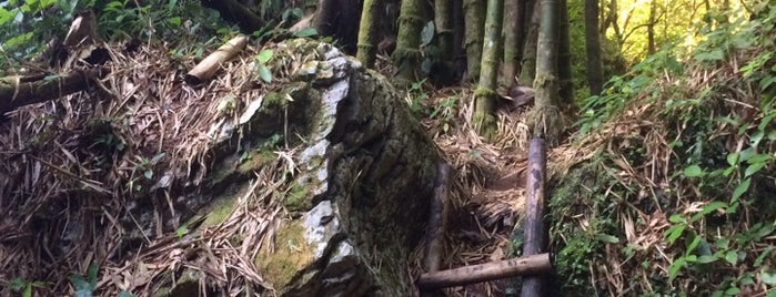 Bosque Tanamá is one of All-time favorites in Puerto Rico.