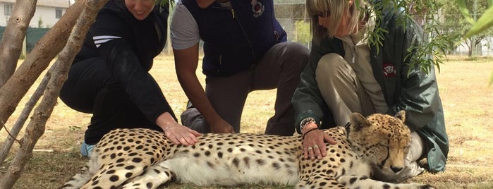 Cheetah Outreach Paardevlei is one of Tempat yang Disukai Sabrina.