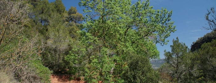 Muntanyes de Prades is one of Espais naturals de Catalunya.