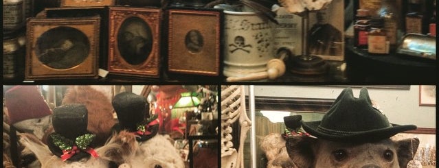Obscura Antiques and Oddities is one of Stores to Visit.
