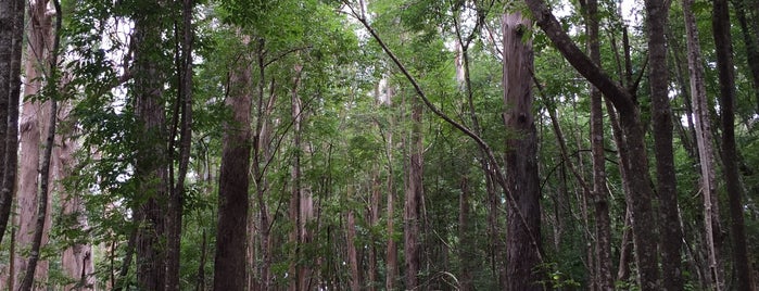 Makawao Forest Reserve is one of maui trip.