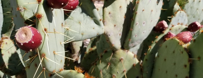 El Paso Botanical Garden is one of El Paso.