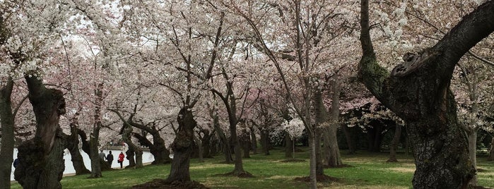 Cherry Blossoms is one of Washington D.C..