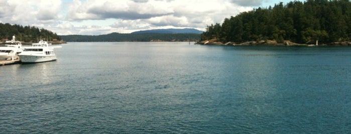 Whale Watching is one of Orcas- San Juan Islands, WA.