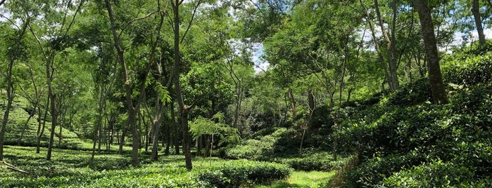 Nurjahan Tea Estate is one of Tawseefさんのお気に入りスポット.