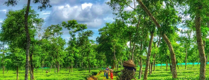 Finlay Tea Estate is one of Tempat yang Disukai Tawseef.