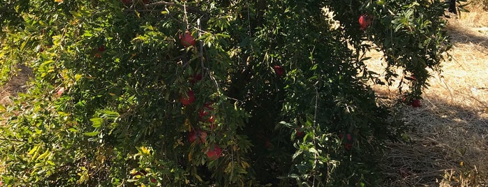 Blue Ridge Organic Pomegranates is one of San Francisco.