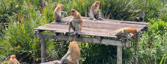 Labuk Bay Proboscis Monkey Sanctuary is one of Borneo.