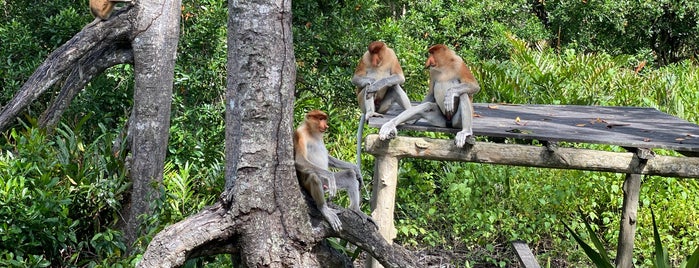 Labuk Bay Proboscis Monkey Sanctuary is one of Borneo.