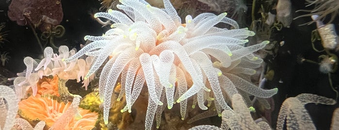 京都大学白浜水族館 is one of 日本の水族館 Aquariums in Japan.