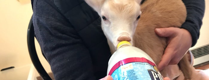 Jenness Farm LLC | Goat Milk Soaps is one of Steph : понравившиеся места.