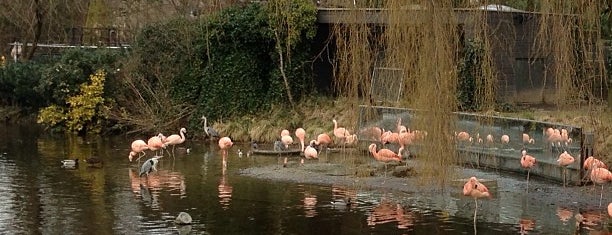 De Flamingo Serre is one of ZOO.