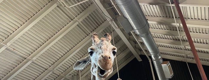 Cheyenne Mountain Zoo Giraffe Exhibit is one of สถานที่ที่ Becca ถูกใจ.
