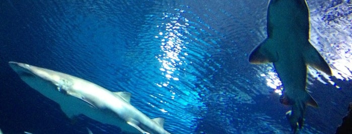Shark Reef Aquarium is one of Las Vegas.