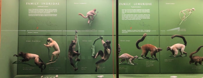 Hall of Primates is one of American Museum of Natural History.