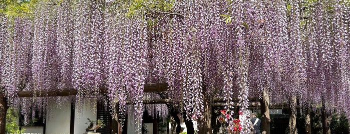 愛染院 (練月山 愛染院 観音寺) is one of 神社.