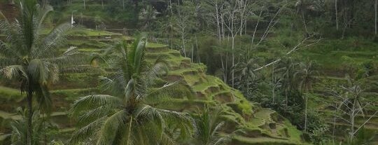Tegallalang Rice Terraces is one of Guide to Ubud's Best Spots.