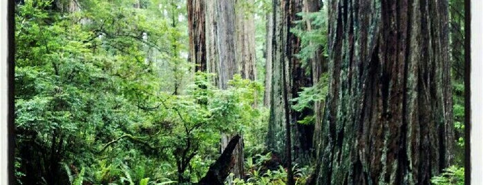Redwood Forest is one of Places to See.