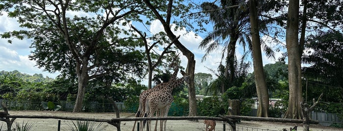 Giraffe Enclosure@Singapore Zoo is one of Mark’s Liked Places.